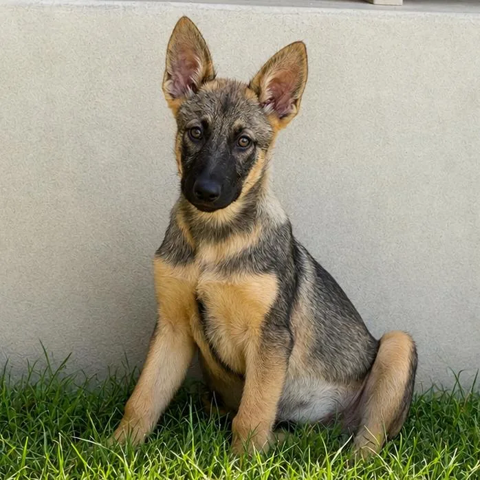 A baby large-sized female Black German Shepherd Dog dog named Valor LLD for adoption in Austin, TX