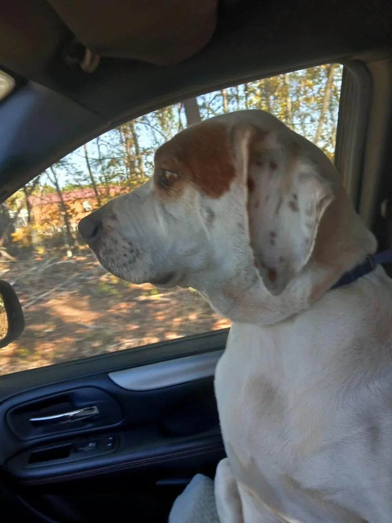 A senior large-sized female Yellow / Tan / Blond / Fawn Hound dog named Annabelle for adoption in Six Mile, SC