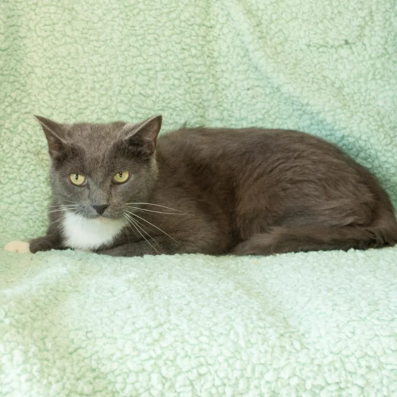 A young medium-sized male Domestic Short Hair cat named Gltich for adoption in Troy, OH
