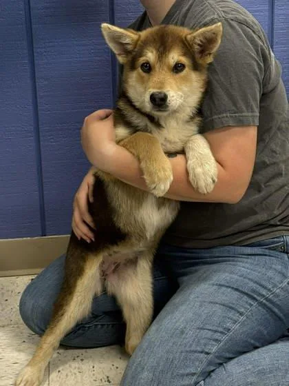 A young medium-sized female Shepherd dog named Marmalade for adoption in Bowling Green, KY