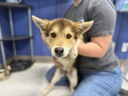 Marmalade thumbnail 2