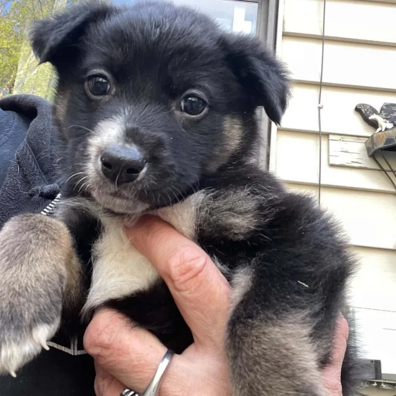A baby small-sized male Black Mixed Breed dog named Deinonychus for adoption in Buffalo, MN