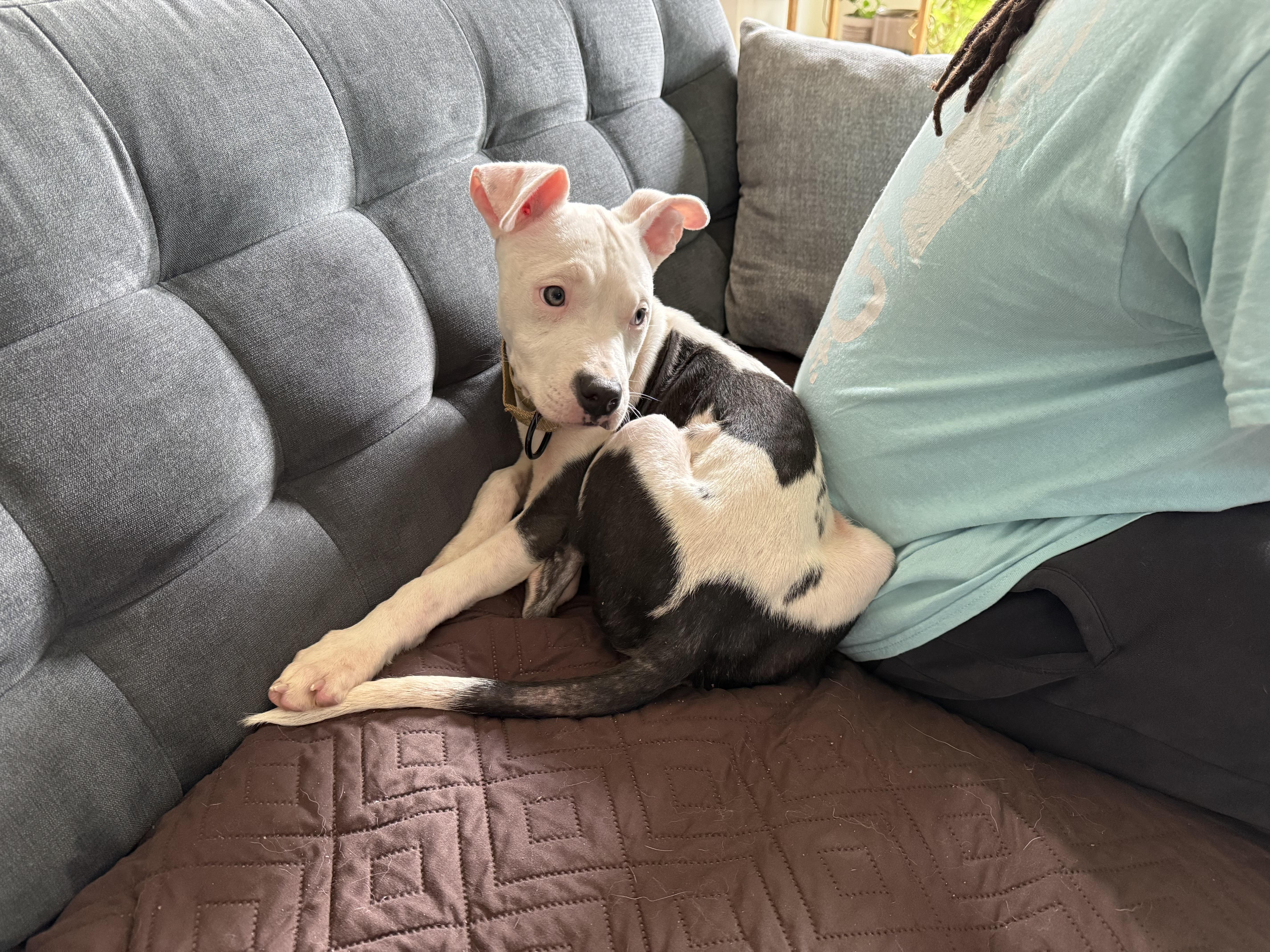 A baby medium-sized female Black Pit Bull Terrier dog named Ronda for adoption in Richmond, VA