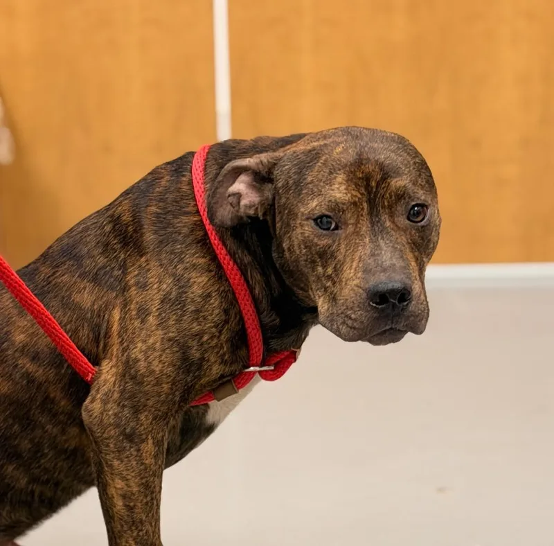 A young medium-sized male Pit Bull Terrier dog named Nutter Butter for adoption in Hartsville, SC