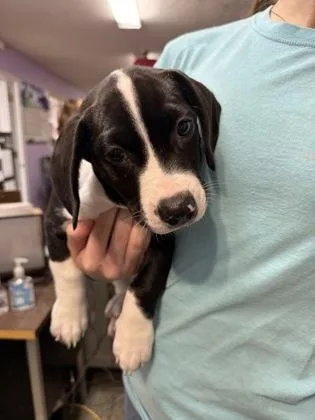 A baby small-sized male Mixed Breed dog named Winston for adoption in West Chester, PA