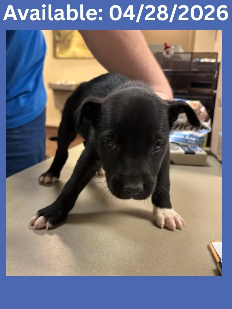 A baby medium-sized male Labrador Retriever dog named Dog Kennel for adoption in Greenville, TX