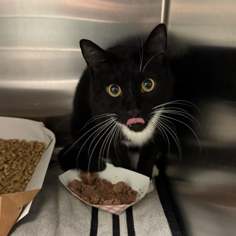 White Whiskie thumbnail 2