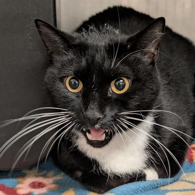 White Whiskie thumbnail 3