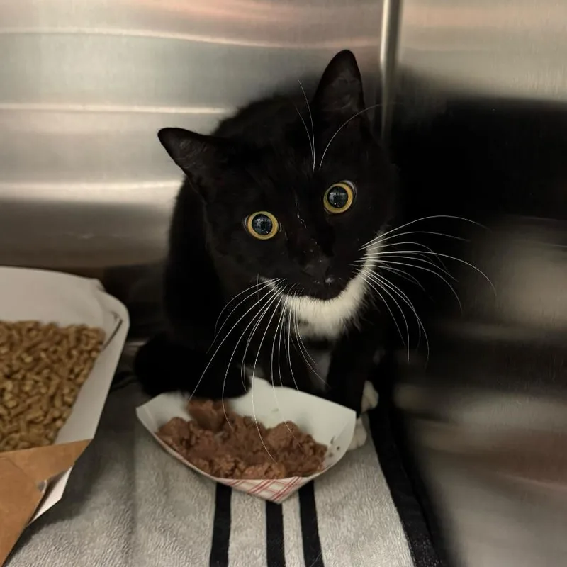 White Whiskie thumbnail 4