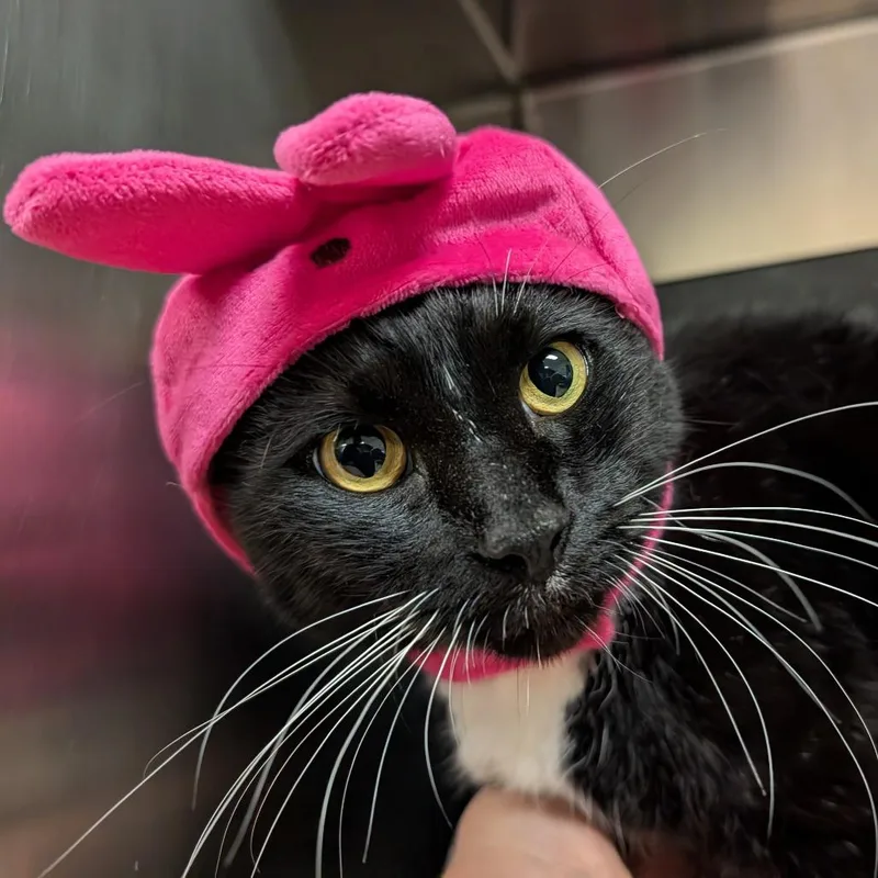 White Whiskie thumbnail 5