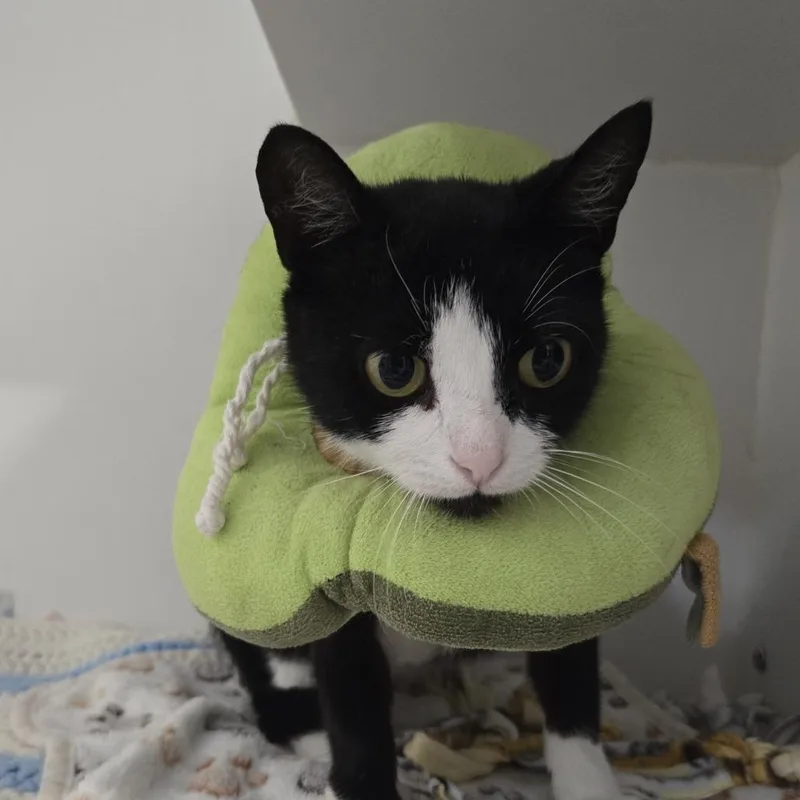 An adult medium-sized female Black Domestic Short Hair cat named Cha Cha Slide for adoption in Dearborn, MI