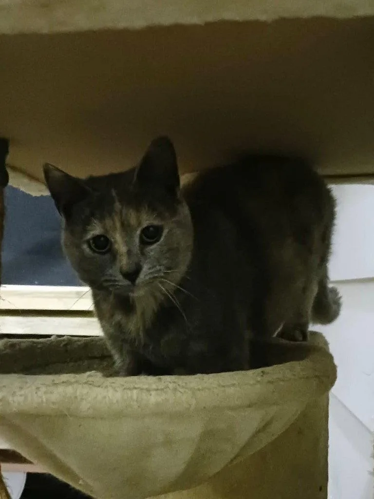 An adult medium-sized female Domestic Short Hair cat named London for adoption in Cromwell, KY