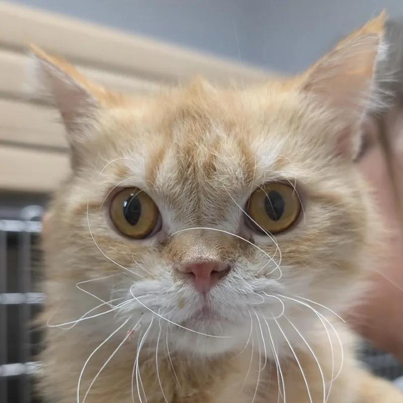 An adult medium-sized male Orange / Red Scottish Fold cat named Angus for adoption in Calverton, NY