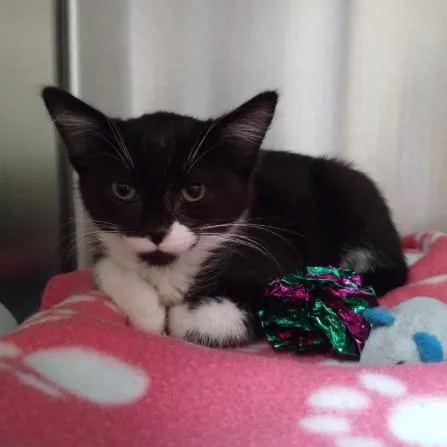 A baby small-sized male Domestic Short Hair cat named Boogie Woogie for adoption in Alameda, CA
