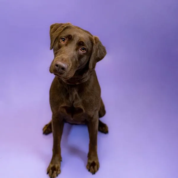 An adult small-sized female Labrador Retriever dog named Pen  Linda for adoption in Lawrenceville, GA
