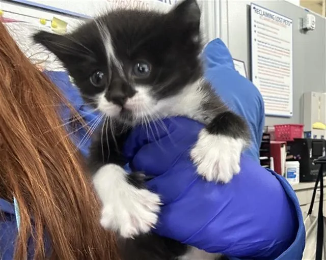 A baby medium-sized male Domestic Short Hair cat named Sleet for adoption in Dallas, TX
