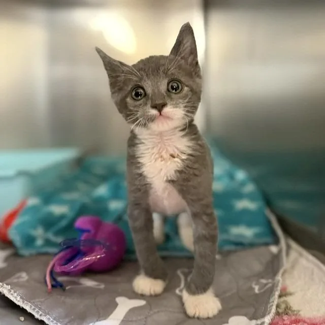 A baby small-sized male Gray / Blue / Silver Domestic Short Hair cat named ToyotaThon for adoption in Bullhead City, AZ