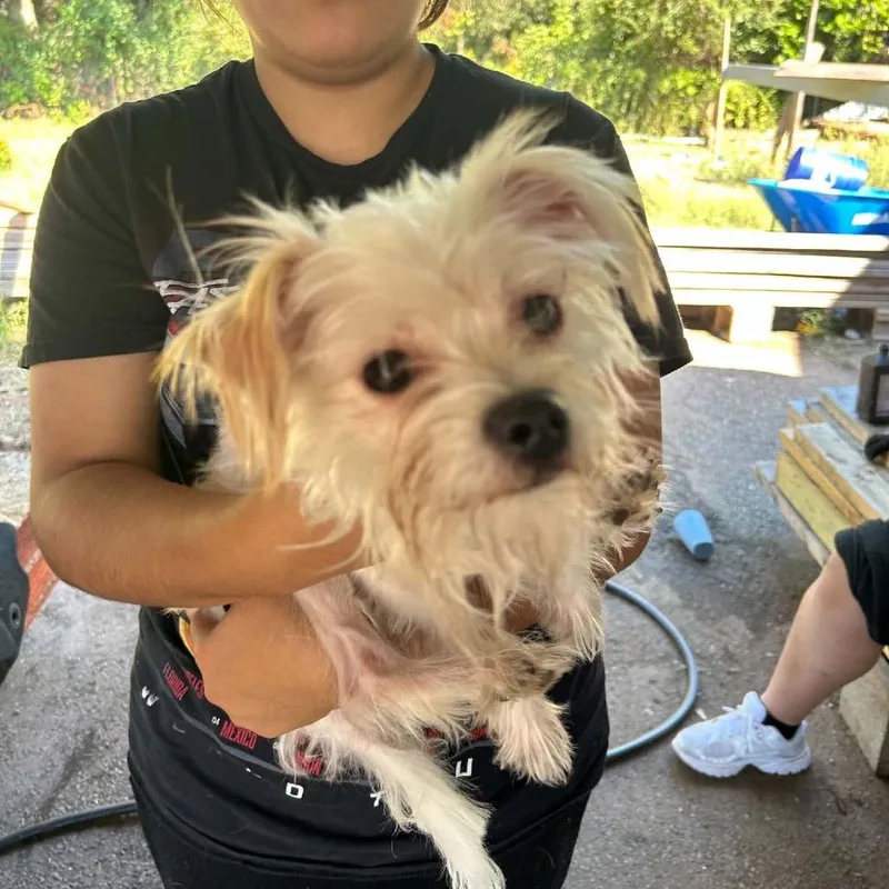 An adult small-sized male White / Cream Maltese dog named Chip for adoption in Bessemer, AL