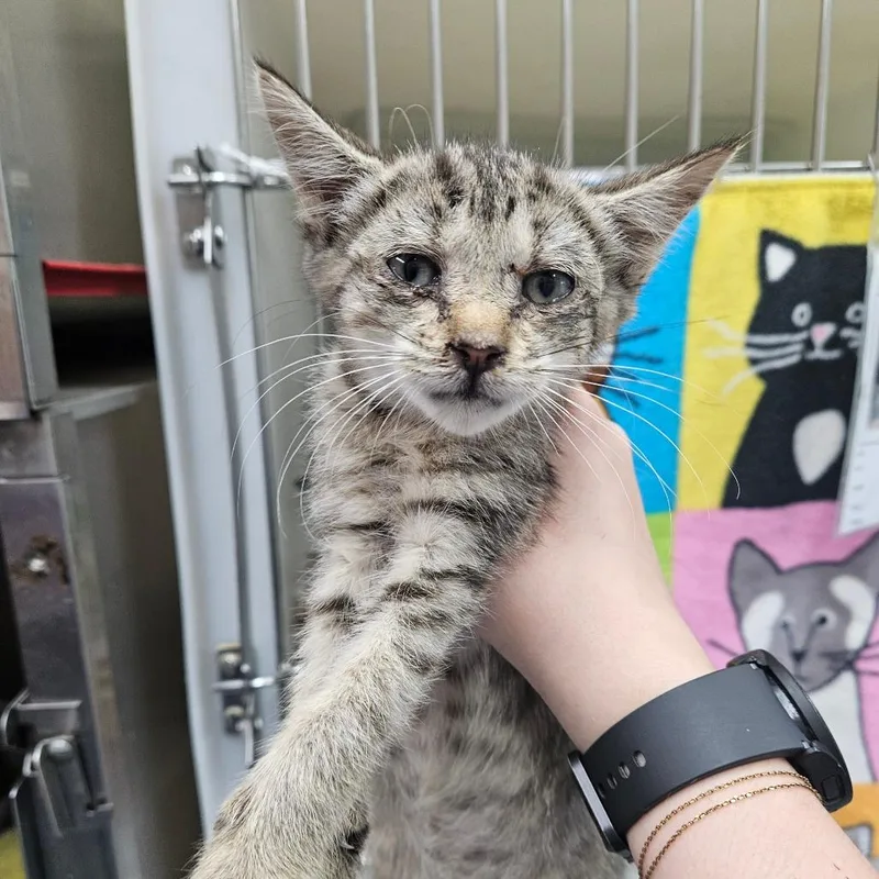A baby small-sized male Brown / Chocolate Domestic Short Hair cat named American for adoption in Ridgely, MD