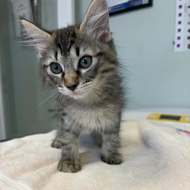 A baby small-sized female Domestic Medium Hair cat named Carmen for adoption in Cumming, GA