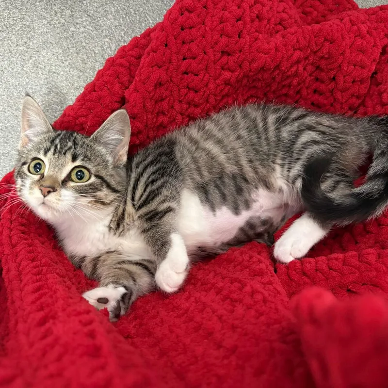 A baby small-sized female Domestic Short Hair cat named Trilogy for adoption in Carencro, LA