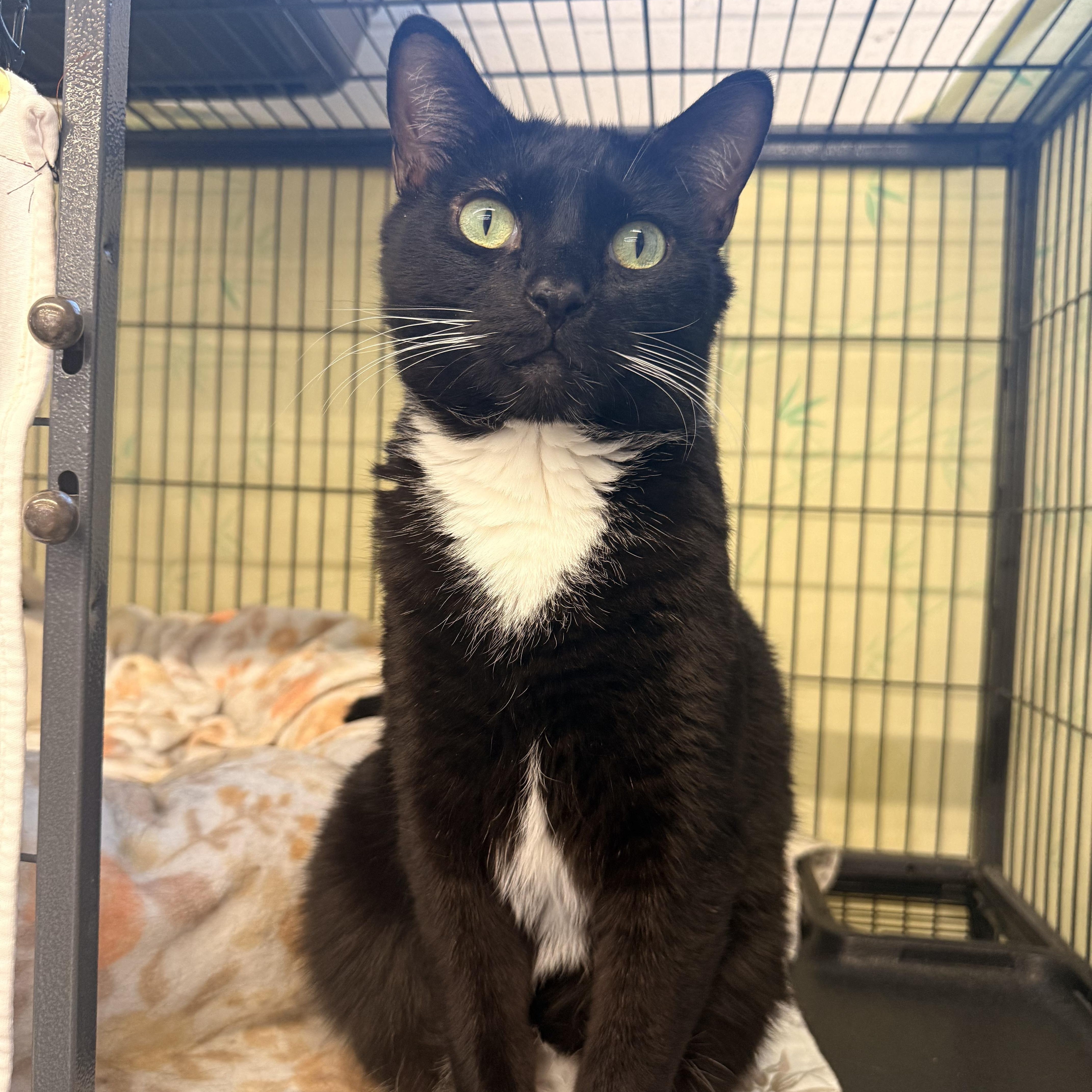 An adult medium-sized male Black & White / Tuxedo Domestic Short Hair cat named S'ghetti for adoption in Saint Louis, MO