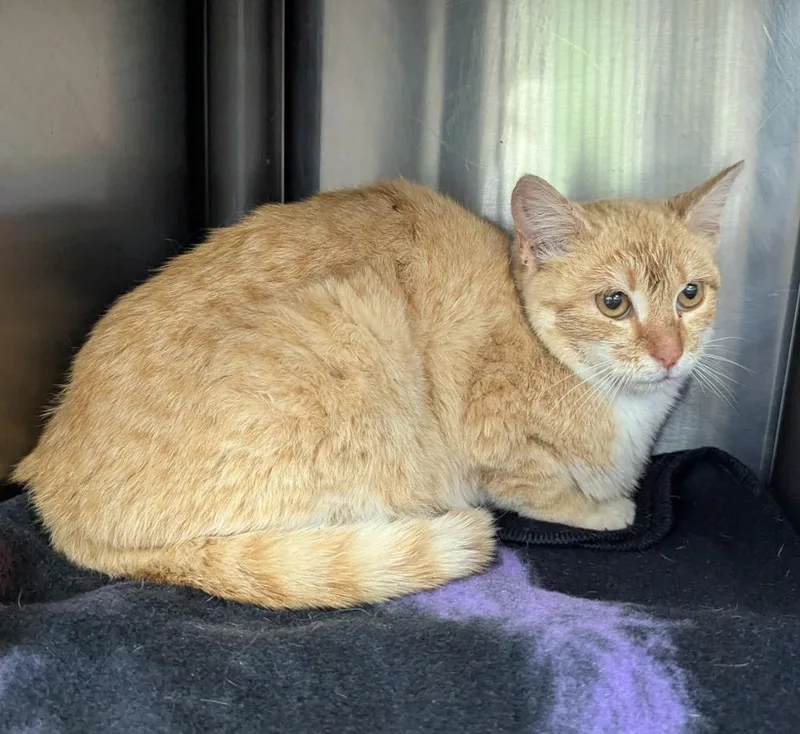 A young medium-sized female Domestic Short Hair cat named Vermont for adoption in La Porte, IN