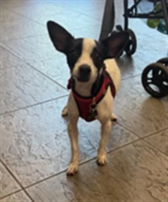 A young small-sized male Rat Terrier dog named Polo for adoption in Los Angeles, CA