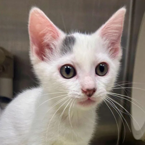 A baby small-sized female Domestic Short Hair cat named Lantern Shark for adoption in Walnut Creek, CA