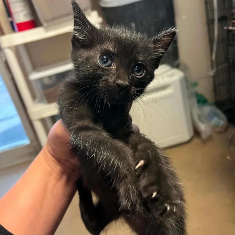A baby small-sized male Black Domestic Short Hair cat named Prosciutto for adoption in Stephenville, TX