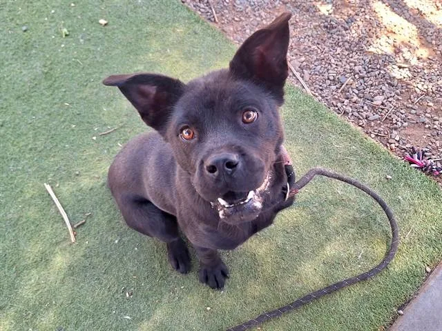 A young large-sized male Chow Chow dog named Blackberry for adoption in Phoenix, AZ