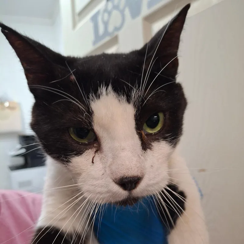 A senior large-sized male Black Domestic Short Hair cat named Manuel for adoption in Edinburg, TX