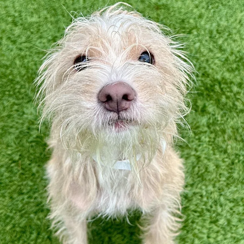 A young medium-sized male Yellow / Tan / Blond / Fawn Mixed Breed dog named Ghost for adoption in Matteson, IL