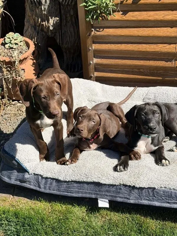 A young large-sized female Brown / Chocolate German Shorthaired Pointer dog named German Shorthair Pointer Puppy for adoption in renton, WA