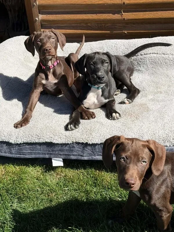 German Shorthair Pointer Puppy thumbnail 2