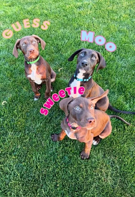 German Shorthair Pointer Puppy thumbnail 3