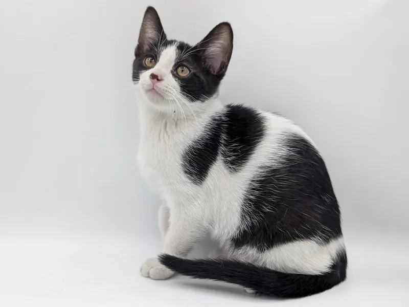 A baby small-sized male Domestic Short Hair cat named Carrington for adoption in Powell, OH