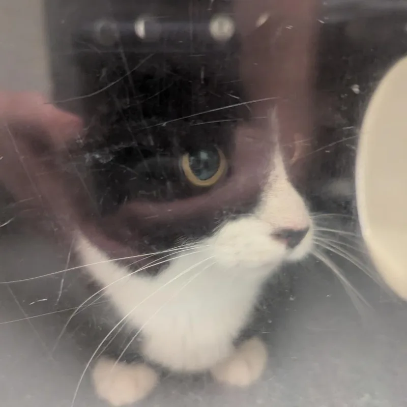 A young medium-sized female Black Domestic Short Hair cat named Gnocchi for adoption in Charlottesville, VA