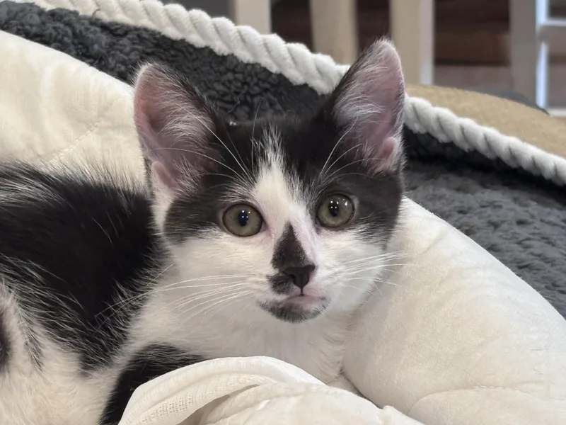 A baby medium-sized female Black & White / Tuxedo Domestic Short Hair cat named The Niners Montana for adoption in Leesburg, VA