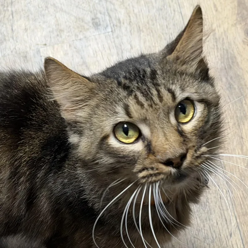 An adult medium-sized male Tabby (Brown / Chocolate) Domestic Medium Hair cat named Memphis for adoption in Pottsville, PA