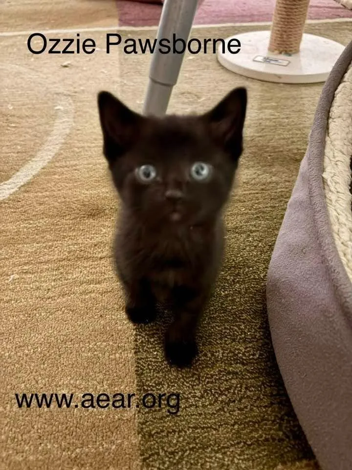 A baby medium-sized male Domestic Medium Hair cat named Ozzy Pawsborne for adoption in Libertyville, IL