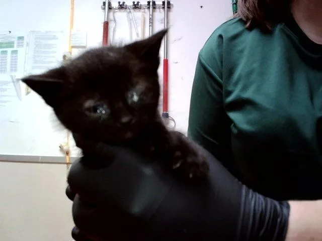 A baby small-sized male Domestic Short Hair cat named A for adoption in Martinez, CA