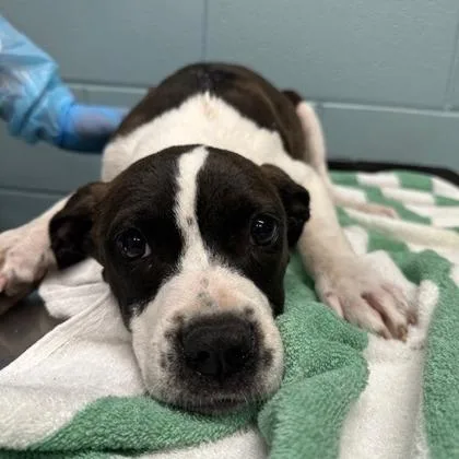 A young large-sized male German Shorthaired Pointer dog named Cash for adoption in Kansas City, MO