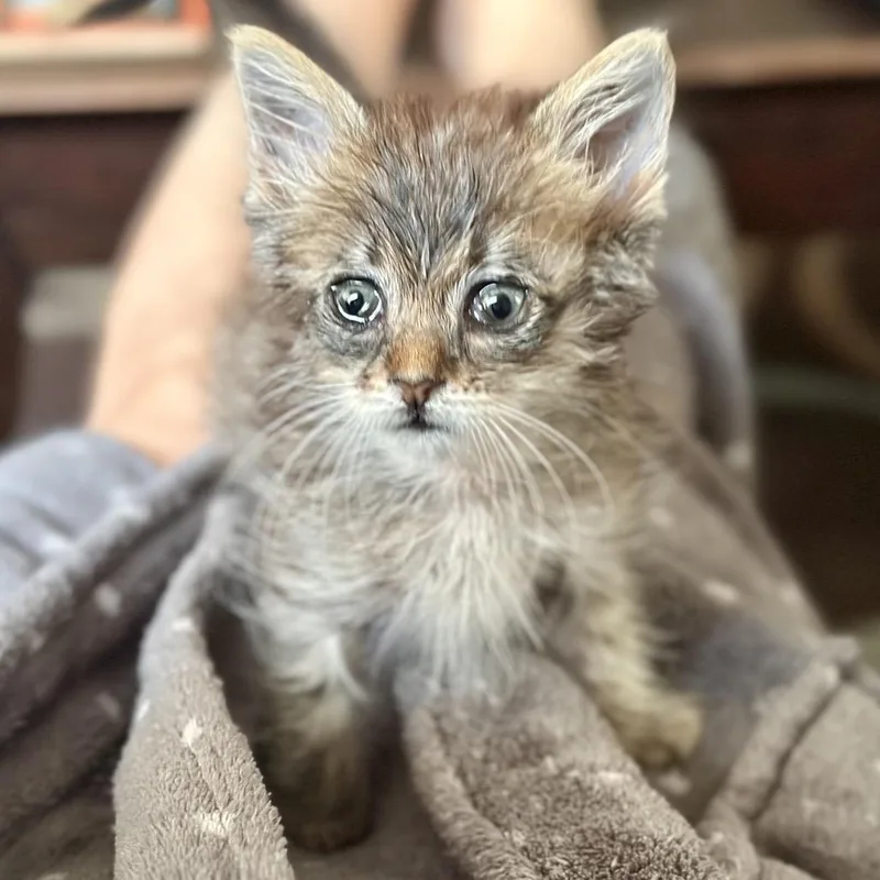 Olive
