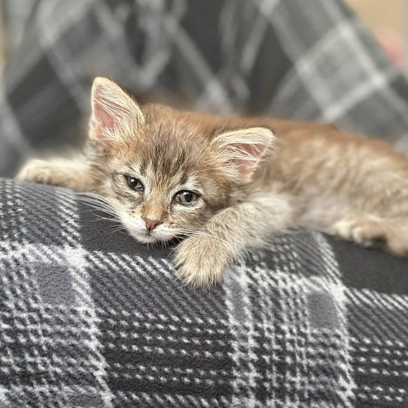 Olive thumbnail 6