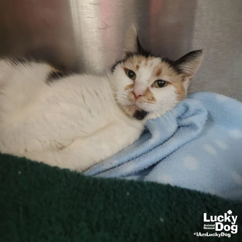 A young medium-sized female Domestic Short Hair cat named Andariel for adoption in Washington, DC