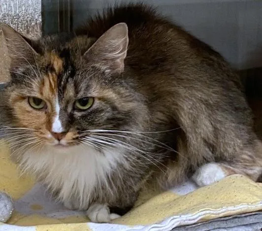 An adult medium-sized female Maine Coon cat named Maleficent A for adoption in Plano, TX