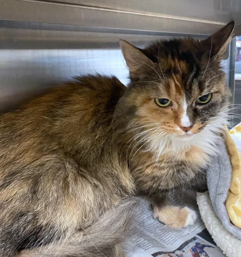 Maleficent A thumbnail 2