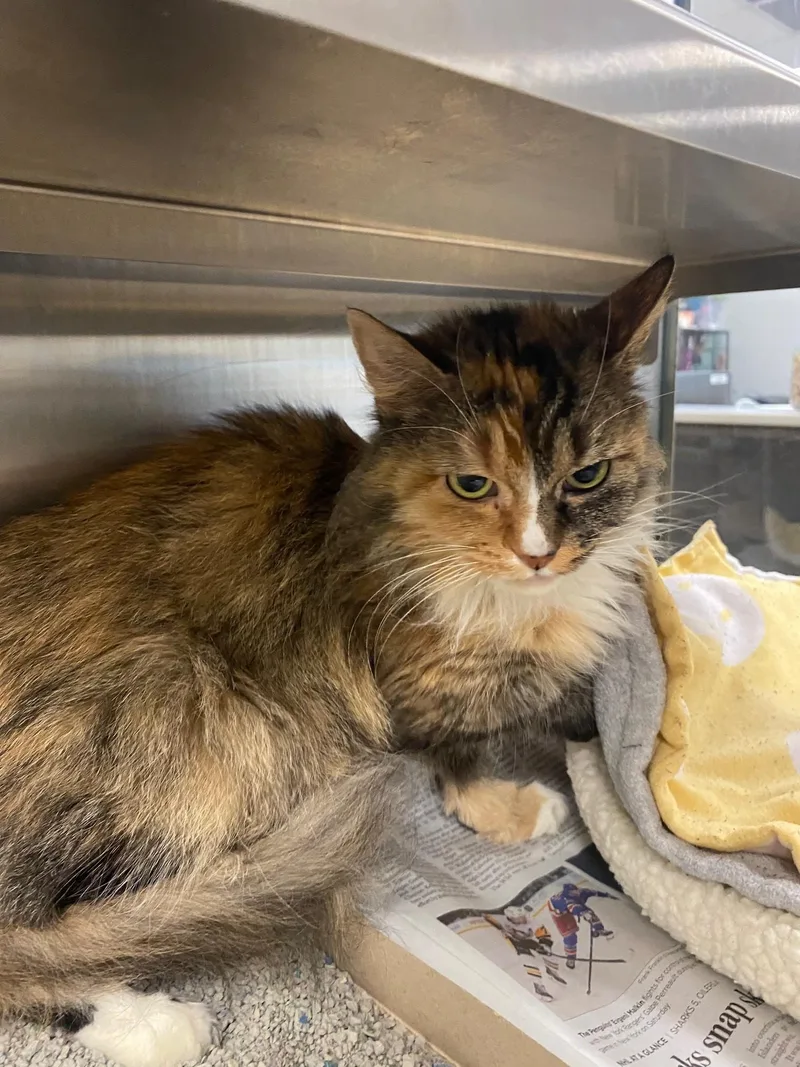 Maleficent A thumbnail 3