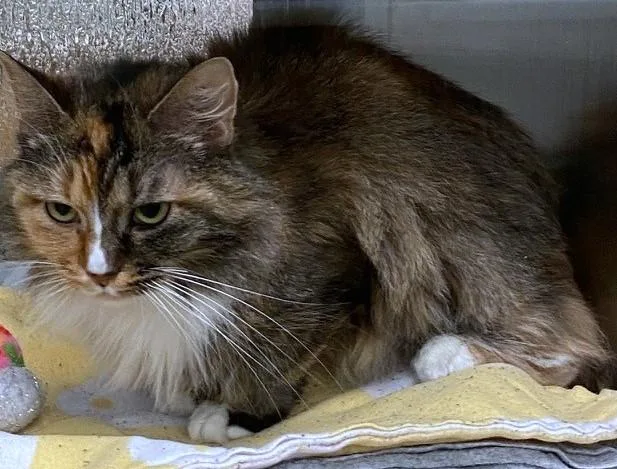 Maleficent A thumbnail 4